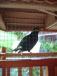 ab01-bird.jpg